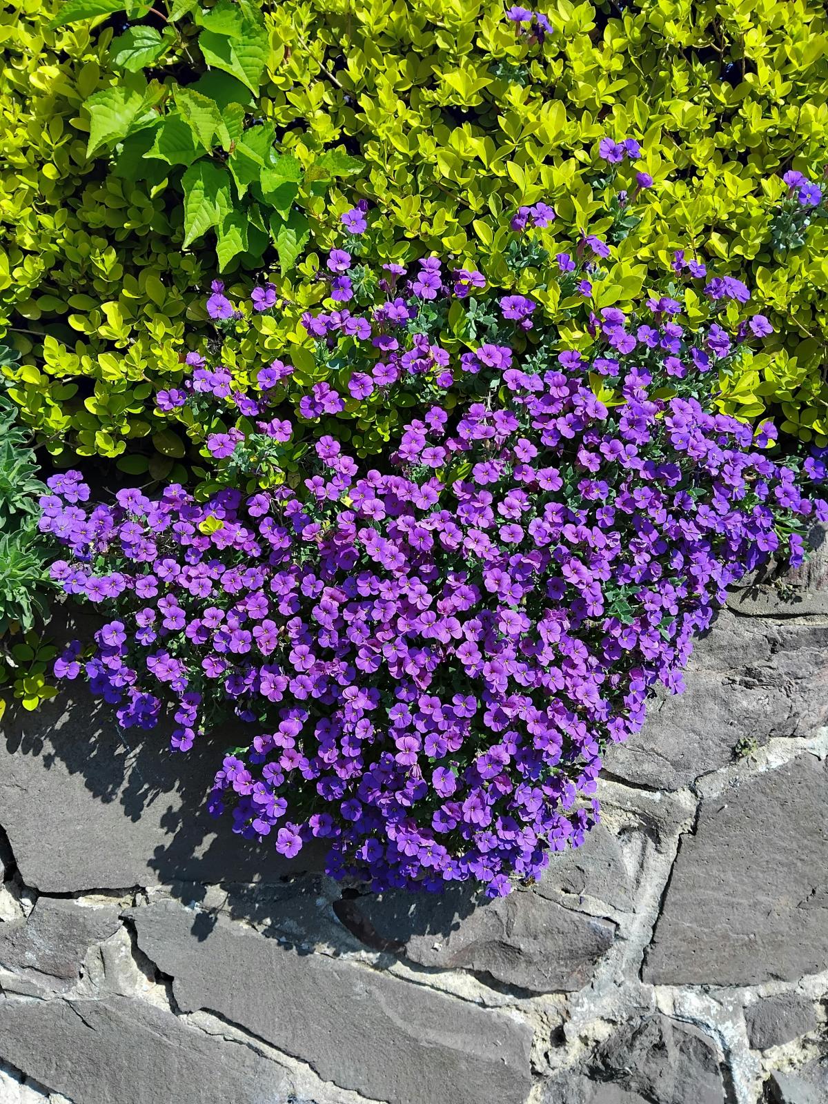 Welke bloemen te planten op de begraafplaats / foto pexels.com