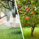 Bladluizen zullen appelbomen nooit meer aanraken: een effectieve oplossing met