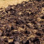 De oogst zal twee keer zo groot zijn: welke mest gebruiken ervaren moestuiniers in de herfst? De oogst zal twee keer zo groot zijn: welke mest