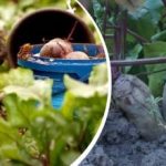 Eenvoudige actie in augustus: een tuinier deelde hoe je bieten zoet en sappig maakt Eenvoudige actie in augustus: een tuinier deelde hoe je bieten