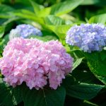 Hoe hortensia's snoeien voor een weelderige bloei: tips voor tuiniers Hoe hortensia’s snoeien voor een weelderige bloei: tips voor tuiniers