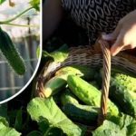 Komkommerstruiken komen tot leven: een middeltje om de vruchtvorming tot de vorst te verlengen Komkommerstruiken komen tot leven: een middeltje om de vruchtvorming tot