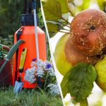 Na deze behandeling rotten de appels niet meer: een levensreddend middel met 3 ingrediënten Na deze behandeling rotten de appels niet meer: een levensreddend