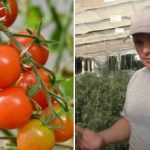 Waarom tomaten "vastzitten" in groei: verborgen redenen en hoe het probleem op te lossen Waarom tomaten “vastzitten” in groei: verborgen redenen en hoe het