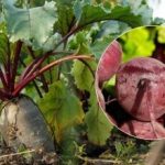 Wanneer bieten oogsten in 2025: twee tekenen van een rijpe