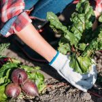 Wat niet te kweken in de moestuin: tuiniers noemden 5 problematische planten die makkelijker te kopen zijn Wat niet te kweken in de moestuin: tuiniers noemden 5